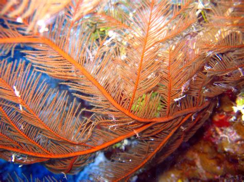 Coral Feather